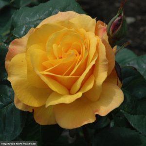 Hybrid Tea Rose - Good As Gold - #3 Container