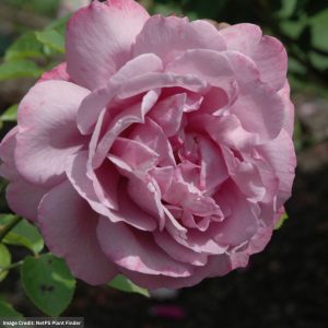 Hybrid Tea Rose – Heirloom – #3 Container