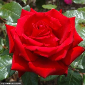 Hybrid Tea Rose – Ingrid Bergman – #3 Container