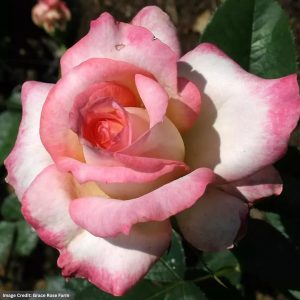 Hybrid Tea Rose - Kordes Perfecta - #3 Container