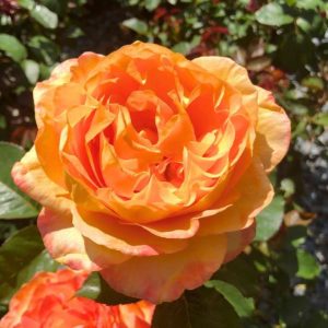 Hybrid Tea Rose - Maui Sunrise - #3 Container