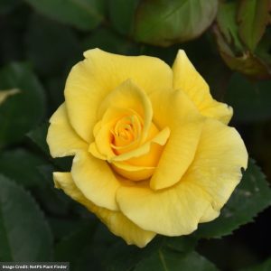 Hybrid Tea Rose – Midas Touch – #3 Container