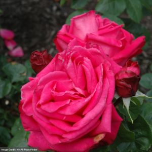 Hybrid Tea Rose – Miss All-American Beauty – #3 Container