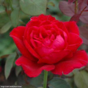 Hybrid Tea Rose – Mister Lincoln (Tree) – #5 Container