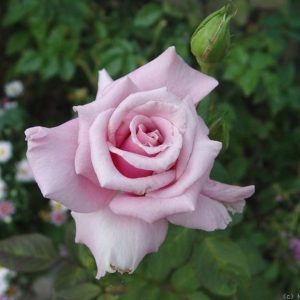 Hybrid Tea Rose - Mom's Rose - #3 Container