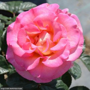 Hybrid Tea Rose – Julie Andrews – #3 Container