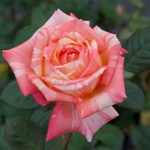 Hybrid Tea Rose - Peach Swirl - #3 Container