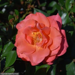 Hybrid Tea Rose - Ring of Fire - #3 Container