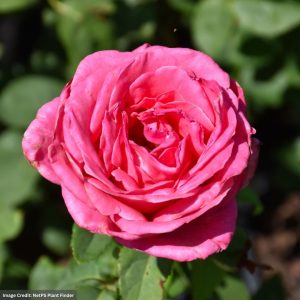 Hybrid Tea Rose – Perfume Delight – #3 Container