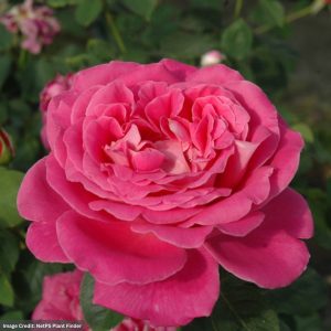 Hybrid Tea Rose – Pink Peace – #3 Container