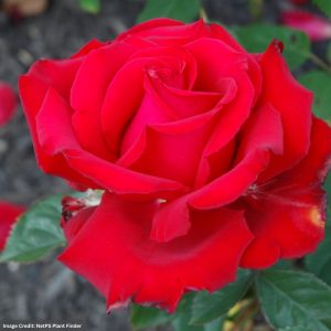 Hybrid Tea Rose – Rouge Royale – #3 Container