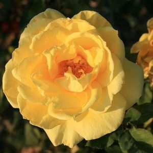Hybrid Tea Rose - Sunbright - #3 Container