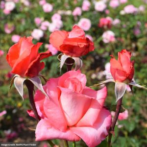 Hybrid Tea Rose – Touch Of Class – #3 Container