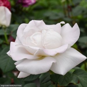 Hybrid Tea Rose – World War II Memorial – #3 Container