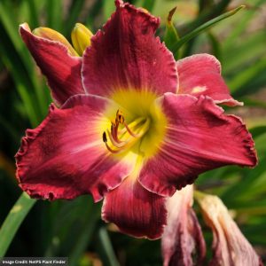 Daylily (Hemerocallis) - Blood Sweat And Tears - #1 Container
