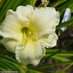 Daylily (Hemerocallis) - Joan Senior - #1 Container