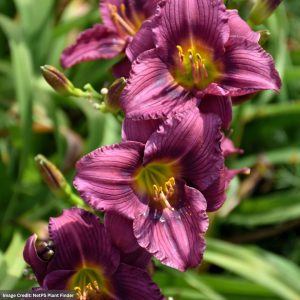 Daylily (Hemerocallis) - Little Grapette - #1 Container