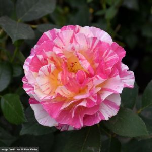Hybrid Tea Rose – Maurice Utrillo – #3 Container