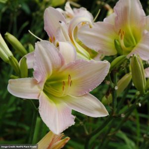 Daylily (Hemerocallis) - Catherine Woodbury - #1 Container