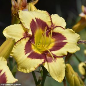 Daylily (Hemerocallis) - El Desperado - #1 Container