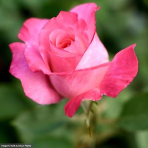 Hybrid Tea Rose - True Bliss - #2 Container