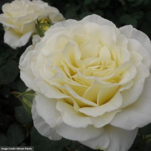 Hybrid Tea Rose - True Kindness - #2 Container