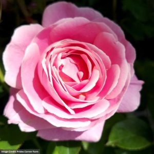 Hybrid Tea Rose - True Perfume - #2 Container