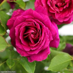 Hybrid Tea Rose - True Serenity - #2 Container