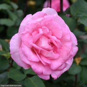 Hybrid Tea Rose - Eleganza Beverly - #3 Container