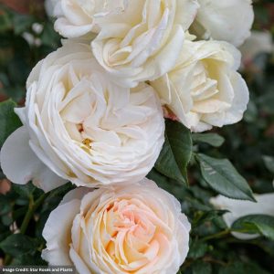 Hybrid Tea Rose - Top Cream - #3 Container