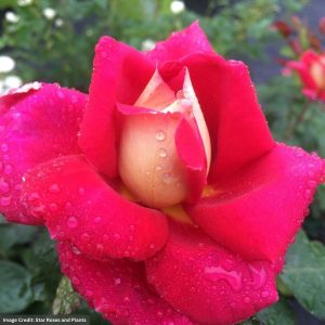 Hybrid Tea Rose – Cherries & Champagne (Tree) – #5 Container