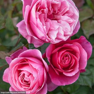 Hybrid Tea Rose - Dee-Lish (Tree) - #5 Container