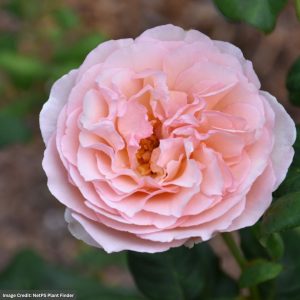 Hybrid Tea Rose – Princesse Charlene de Monaco (Tree) – #5 Container