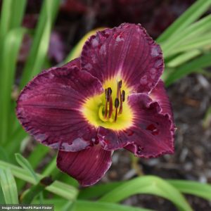 Daylily (Hemerocallis) - Rainbow Rhythm® Nosferatu - #1 Container