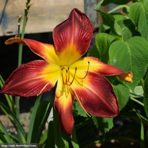 Daylily (Hemerocallis) - Rainbow Rhythm® Ruby Spider - #1 Container