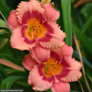 Daylily (Hemerocallis) - Strawberry Candy - #1 Container