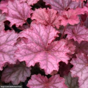Coral Bells (Heuchera) - Berry Smoothie - #2 Container