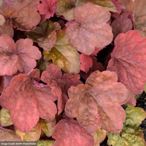 Coral Bells (Heuchera) - Carnival Cinnamon Stick - #1 Container