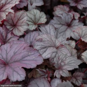 Coral Bells (Heuchera) - City Shanghai - 2 Qt Container