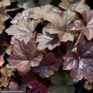 Coral Bells (Heuchera micrantha) - Palace Purple - #1 Container