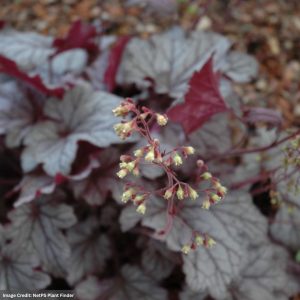 Coral Bells (Heuchera) - Spellbound - 2 Qt Container