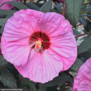 Hibiscus - Summerific® Berry Awesome - #3 Container