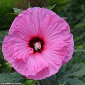 Hibiscus - Summerific® Candy Crush - #3 Container