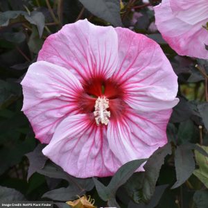 Hibiscus - Summerific® Cherry Choco Latte - #3 Container