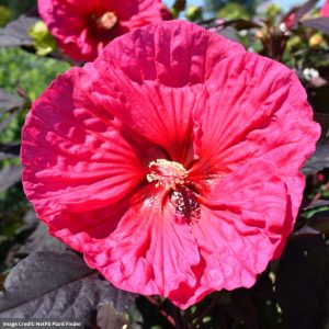 Hibiscus - Summerific® Evening Rose - #3 Container