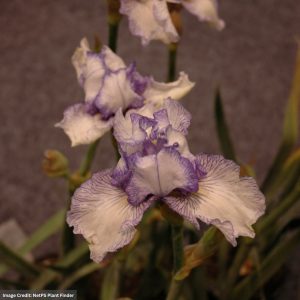 Iris - Autumn Circus - #1 Container