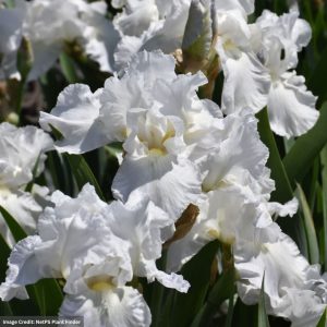 Iris - Immortality - #1 Container