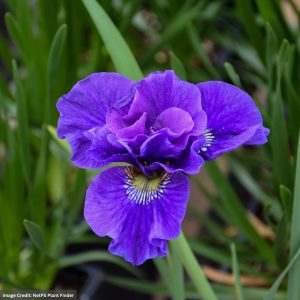 Siberian Iris - Concord Crush - #1 Container