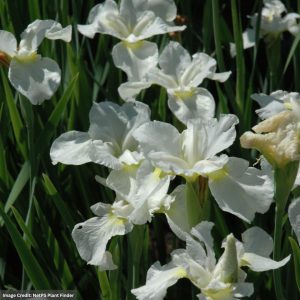 Siberian Iris - Gulls Wing - #1 Container