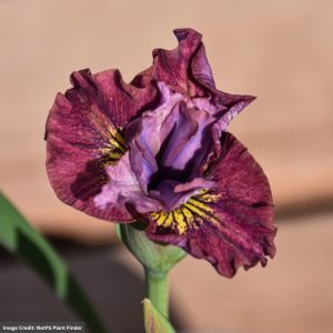 Siberian Iris - Miss Apple - #1 Container